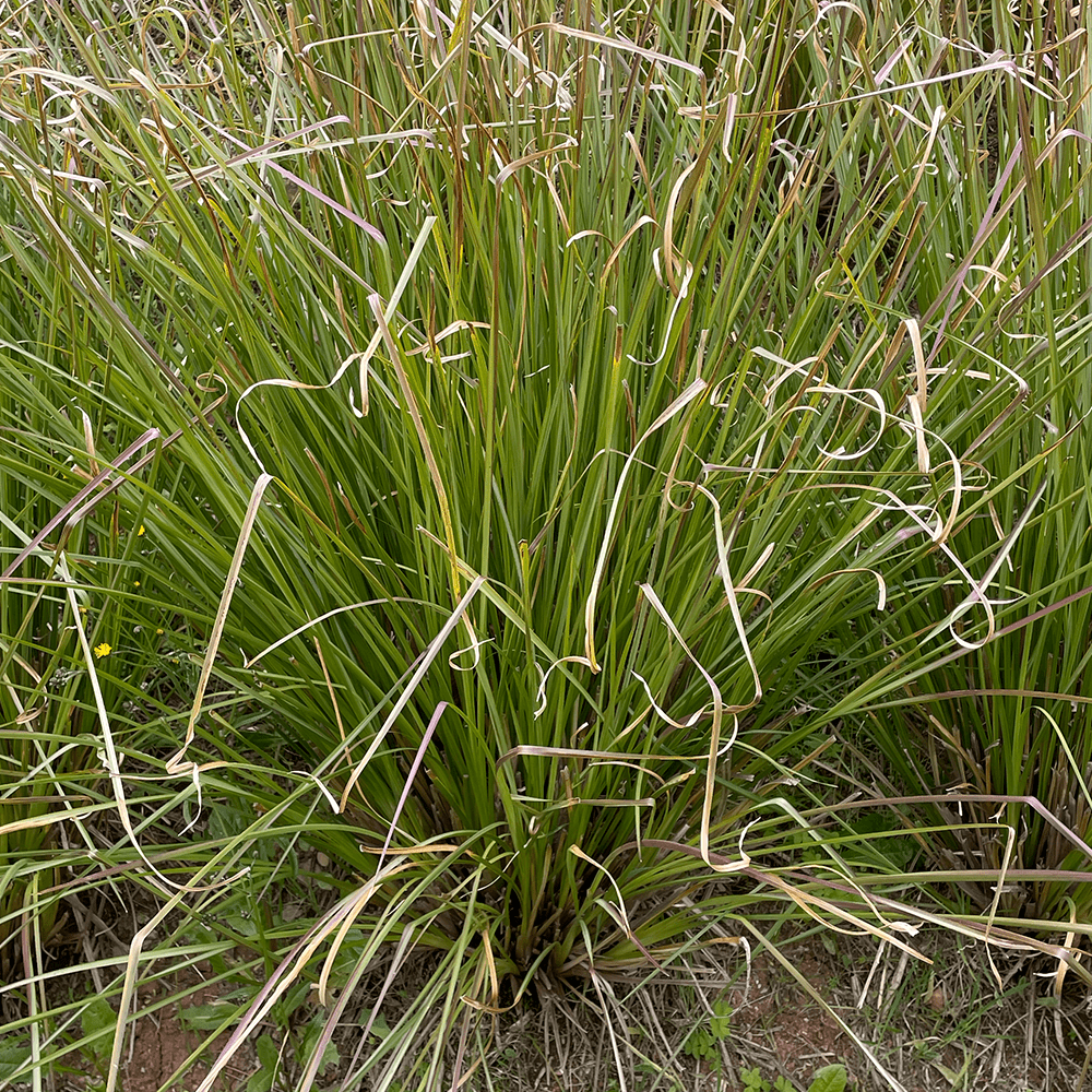 comprar planta vetiver em portugal