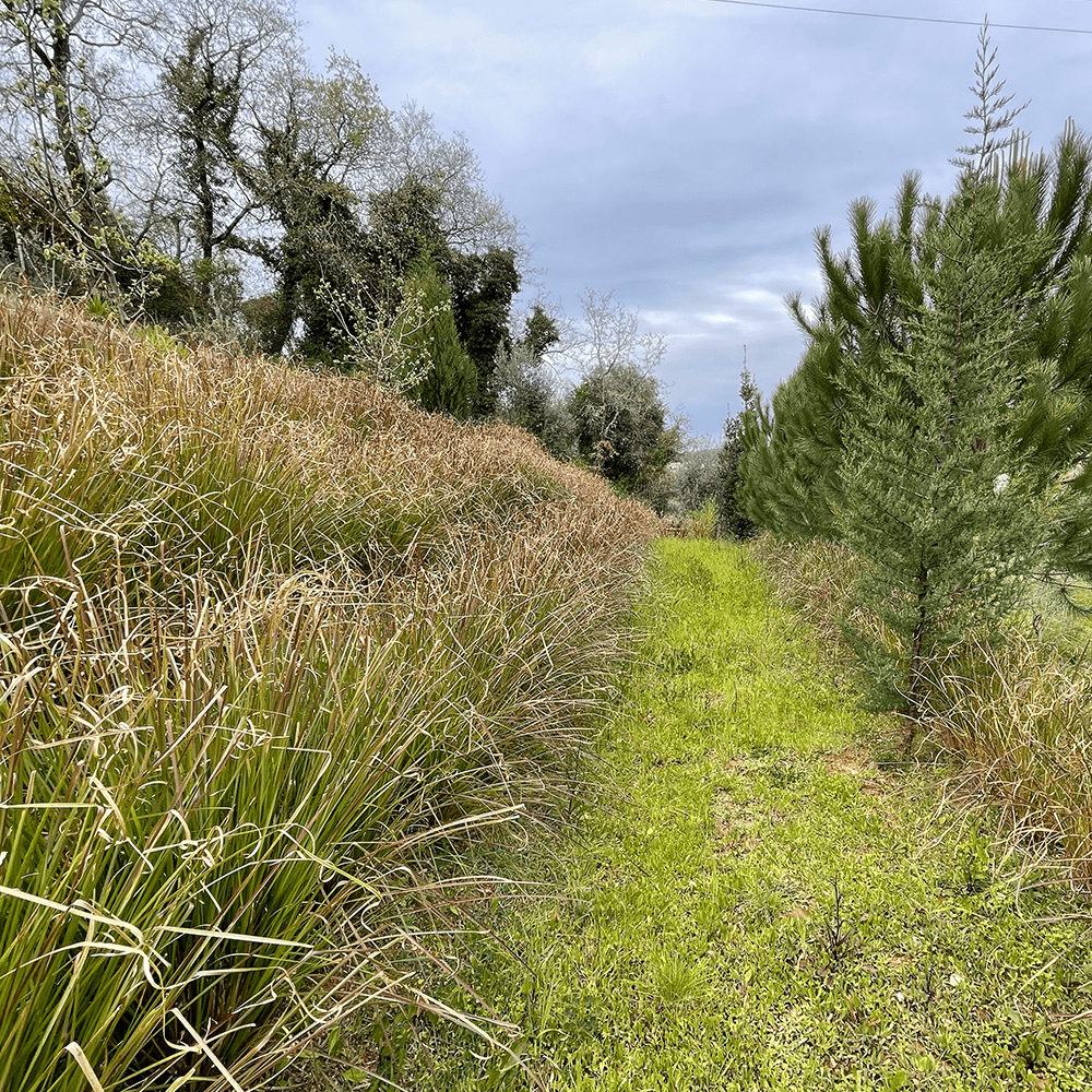 comprar planta vetiver em portugal