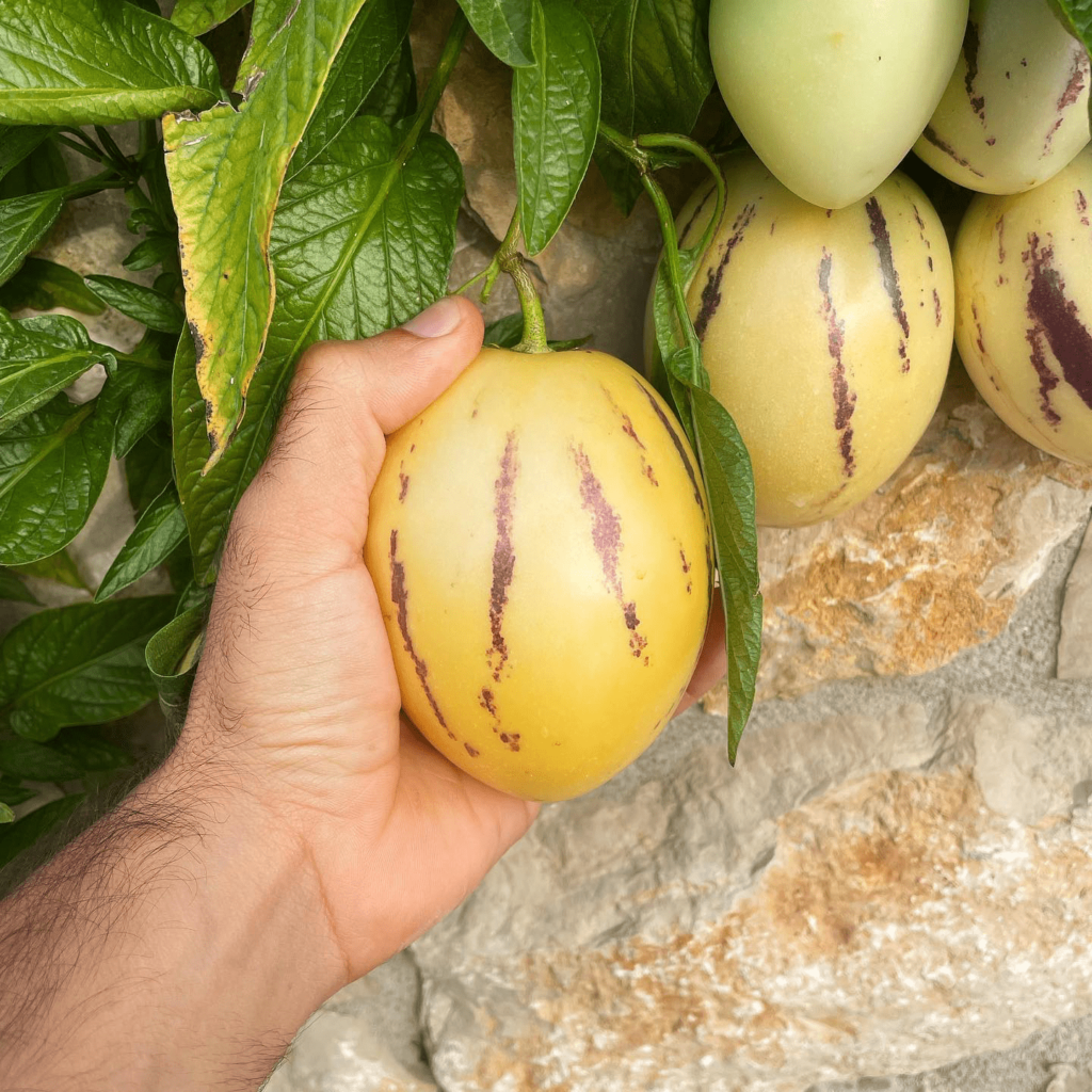 comprar planta pera-melão em portugal