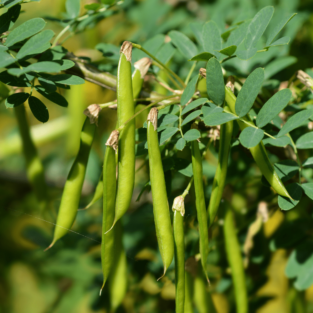 Caragana - Árvore das Ervilhas - Canto Verde