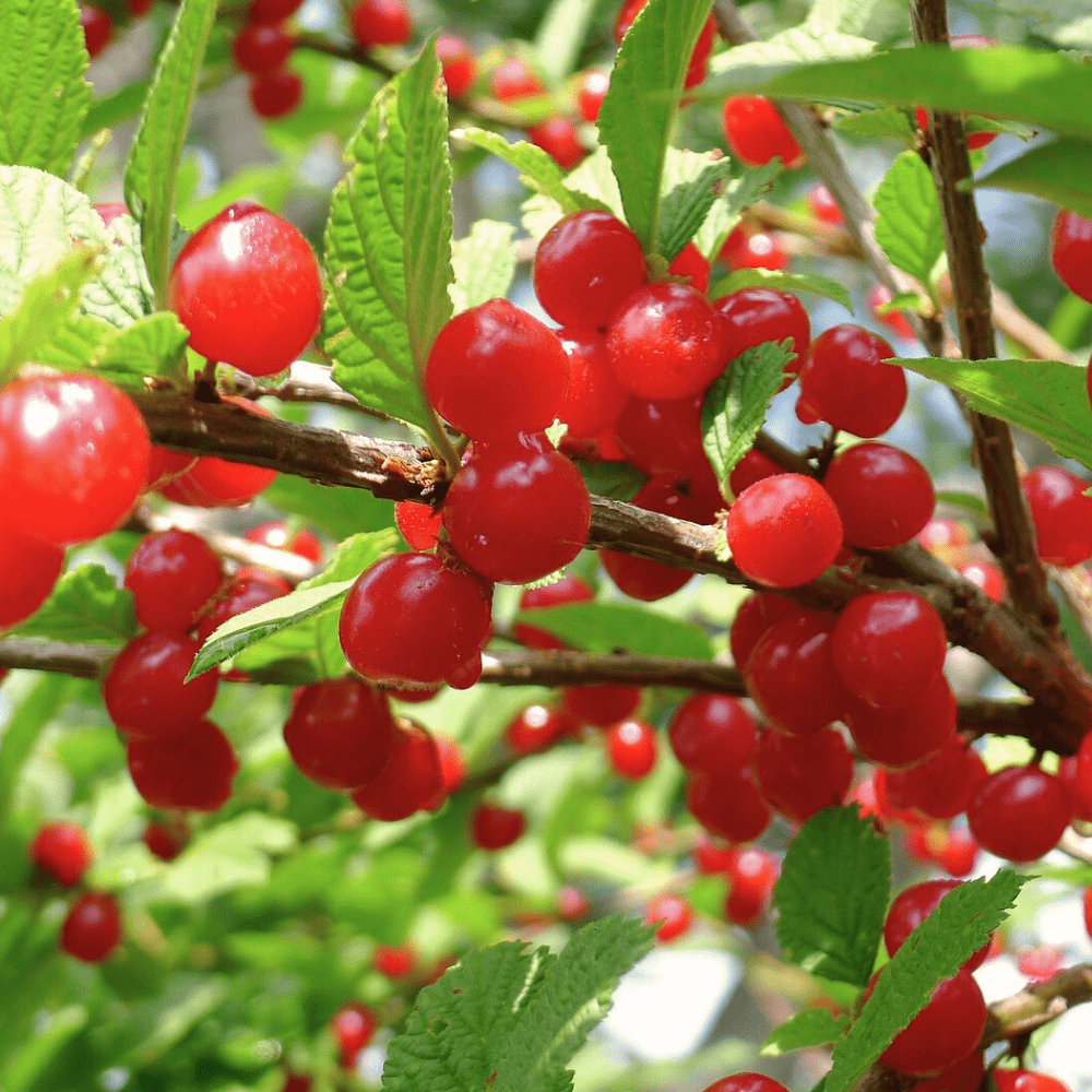 comprar Cerejeira Nankin Prunus Tomentosa em portugal