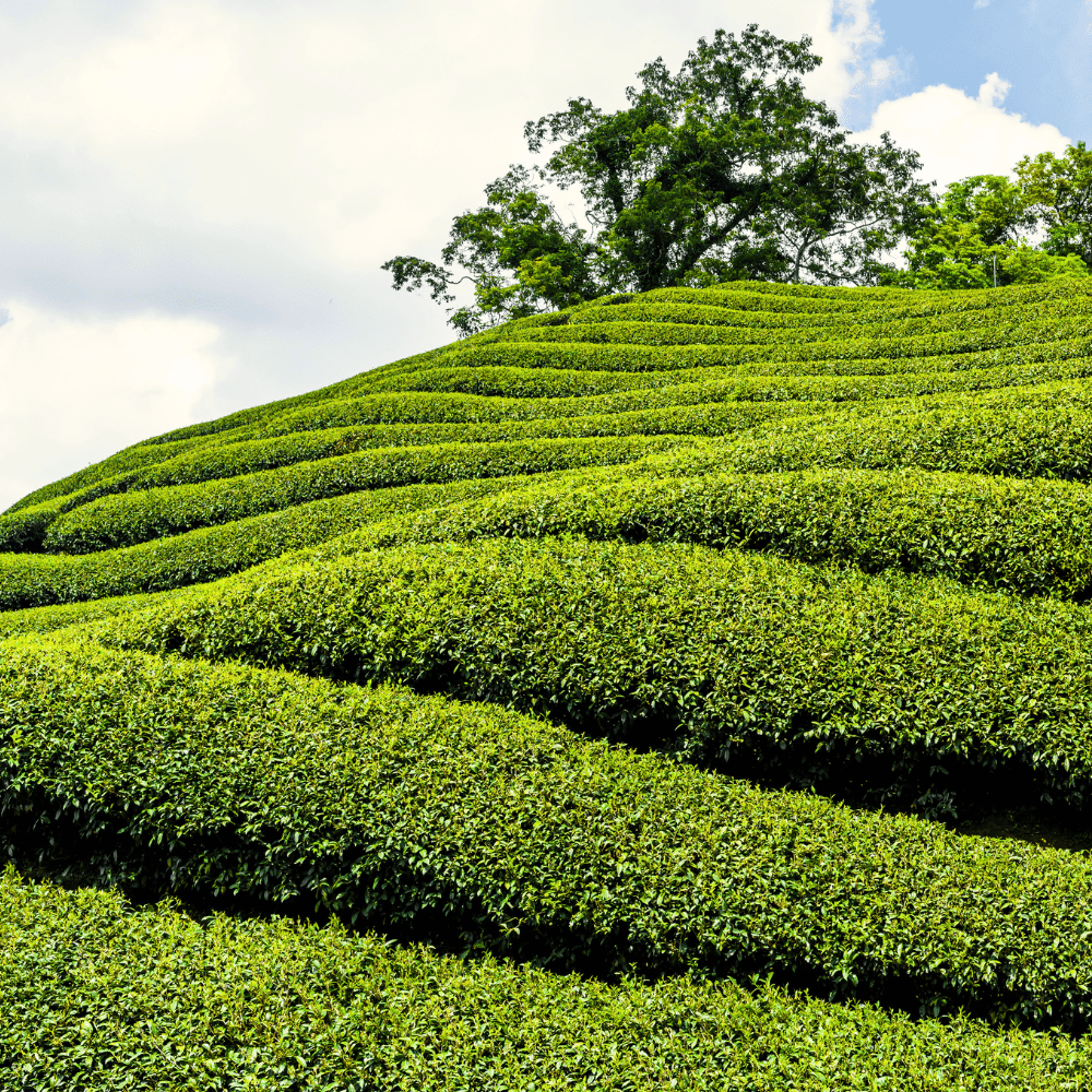 comprar planta do chá Camellia Sinensis em portugal